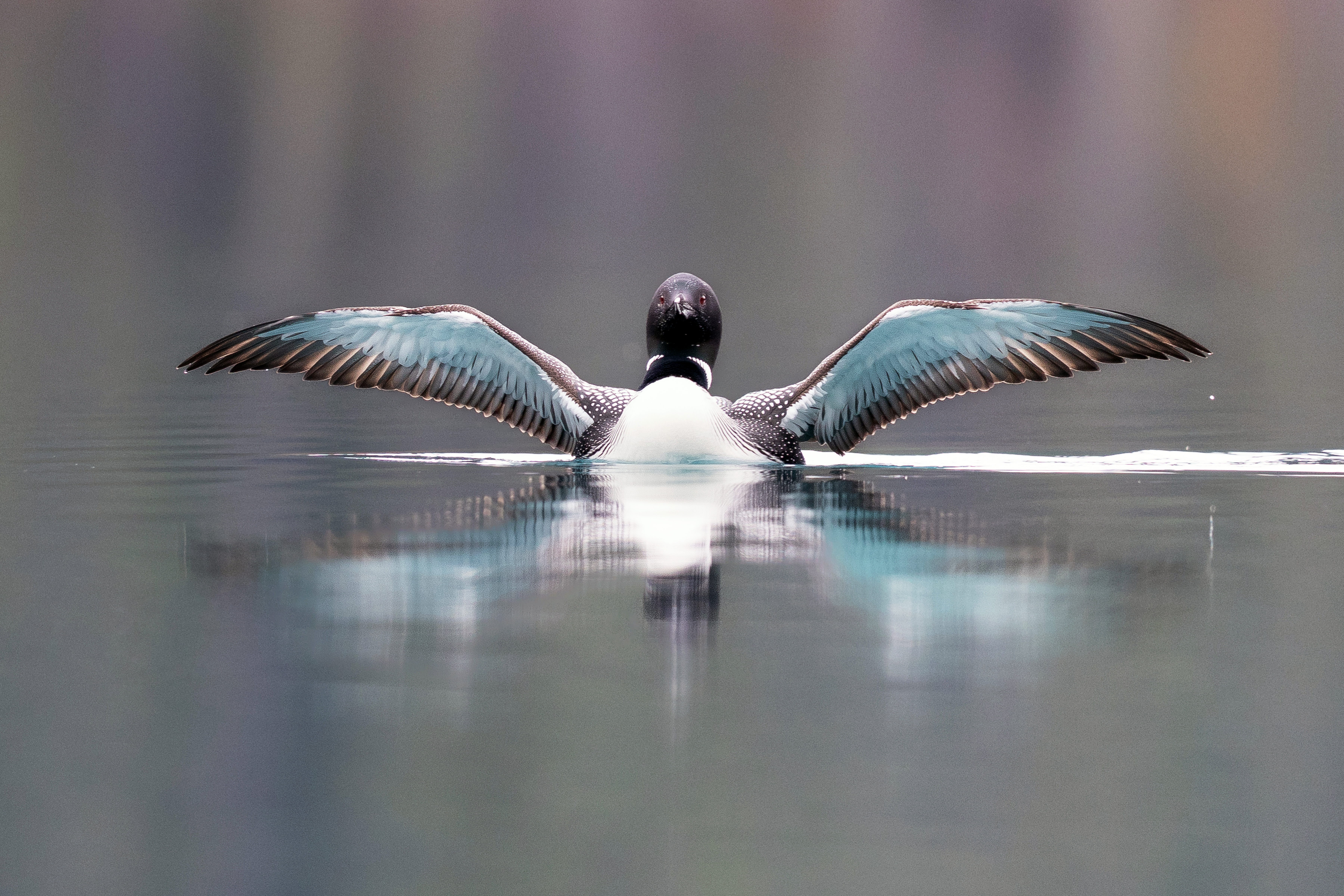 Common Loon at Emerald Lake Photography Print