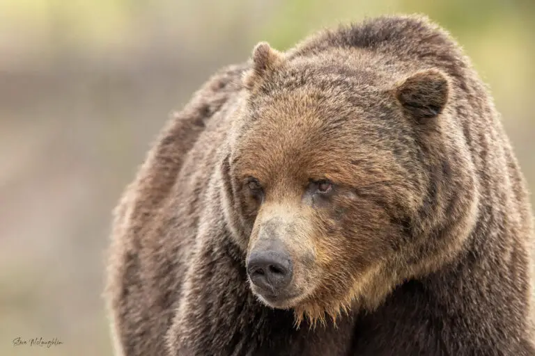 Meeting The Big Boss Bear of Banff National Park (2025)