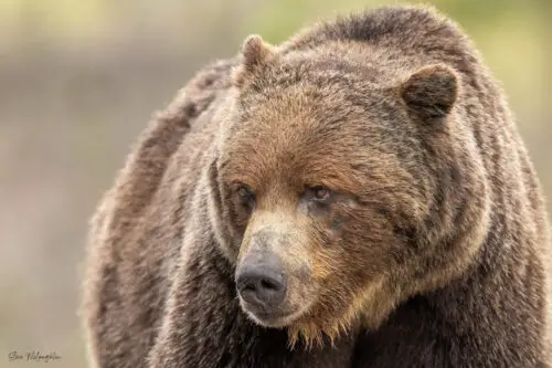 Calmness and Strength - Boss of Banff Print