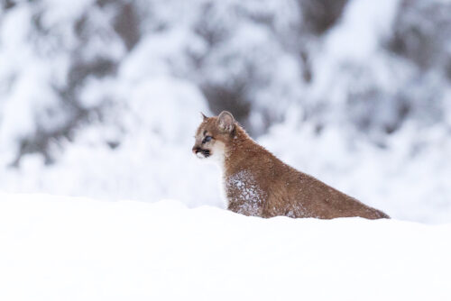 Unmatched Beauty - Cougar Photography Print