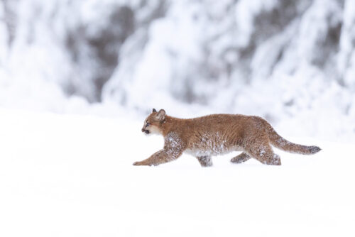 Mountain Elegance - Cougar Print