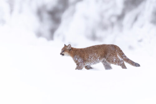 Between Storms - Cougar Photography Print