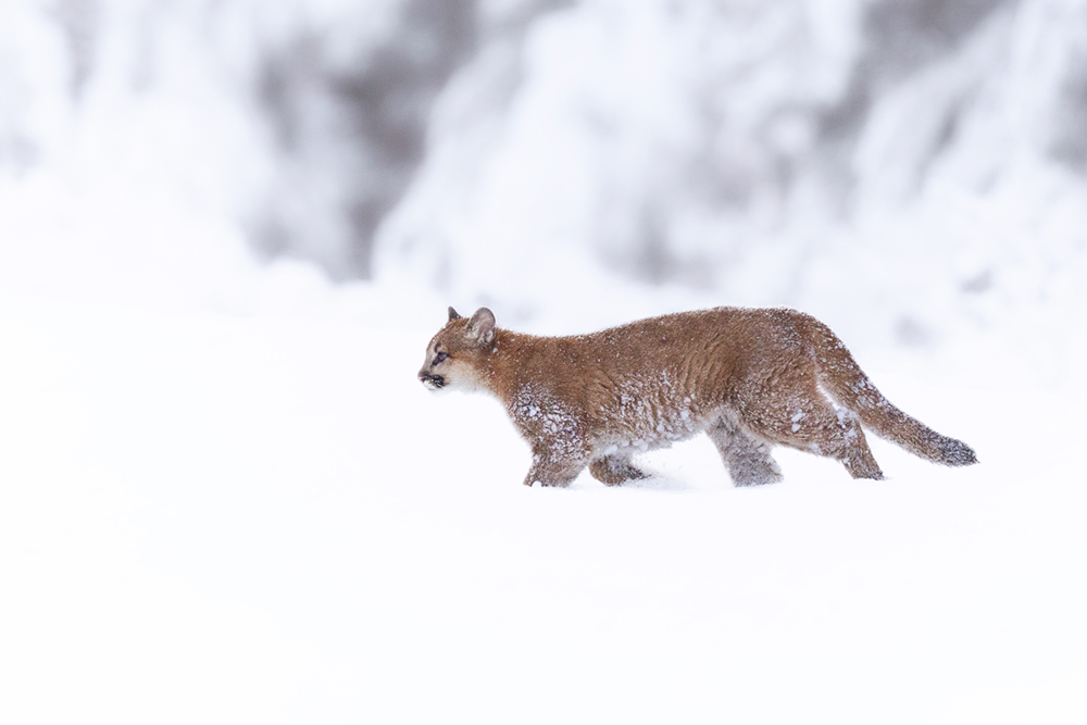 5557 Between Storms- Cougar Banff National Park