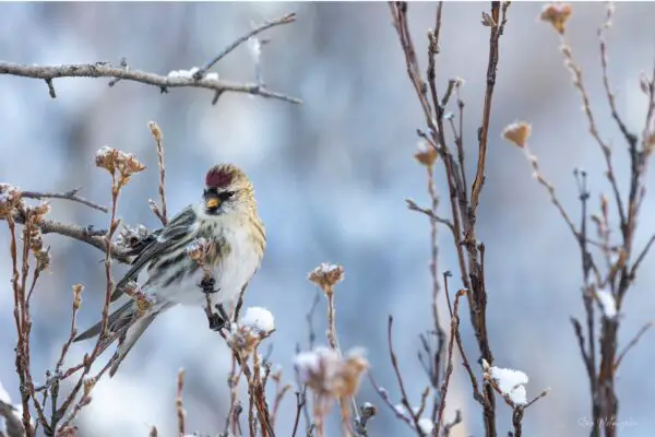 wildlife photography print on canvas, bird photography prints, winter photography prints