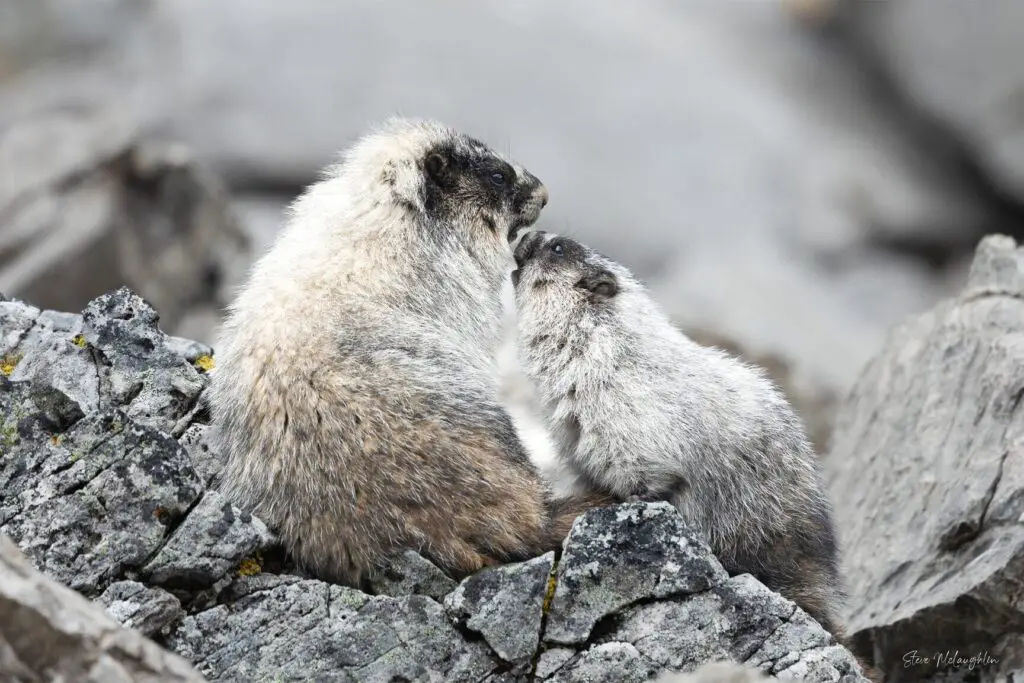 Banff wildlife photography, Banff wildlife photographer