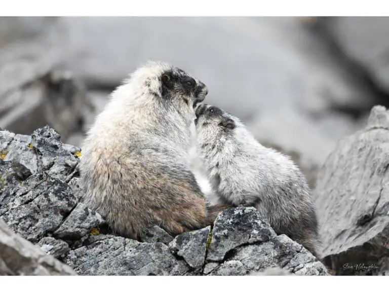 How Back Button Focus Can Improve Your Wildlife Photography