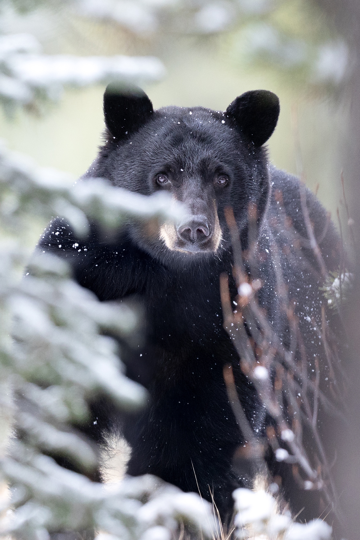 5772 Ready For Winter's Rest