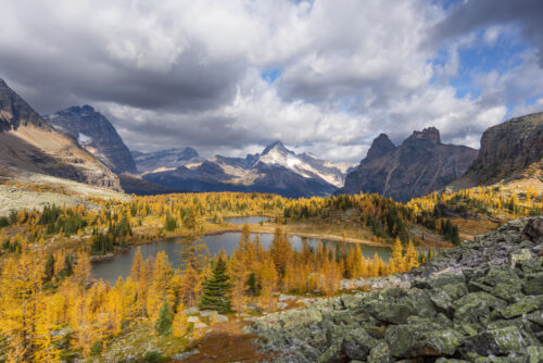 Hidden Gold of Our Rockies Print