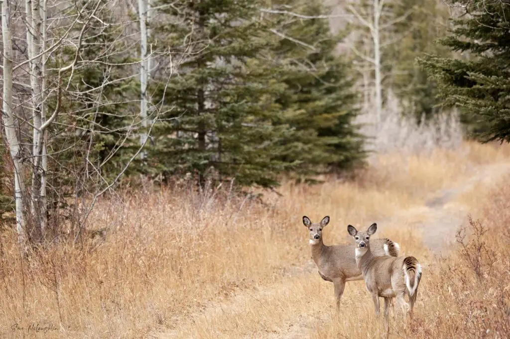 wildlife photography print on canvas, canadian wildlife photography, alberta wildlife photography, deer photography, Banff wildlife photography, Banff wildlife photographer, wildlife photography prints