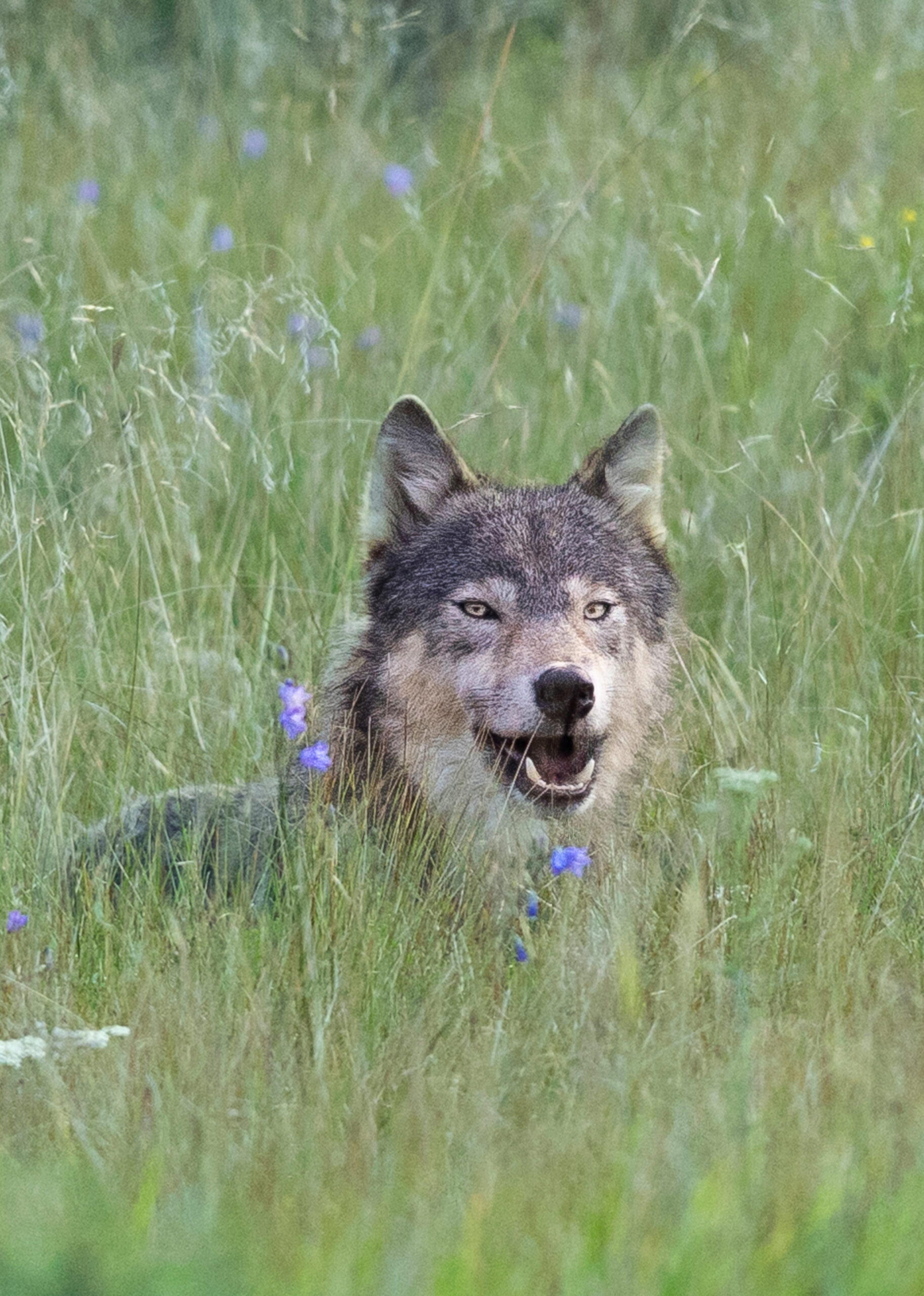 Free to Roam - Wolf Photography Print