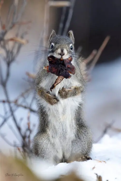 wildlife photography print on canvas, Banff wildlife photography, Banff wildlife photographer