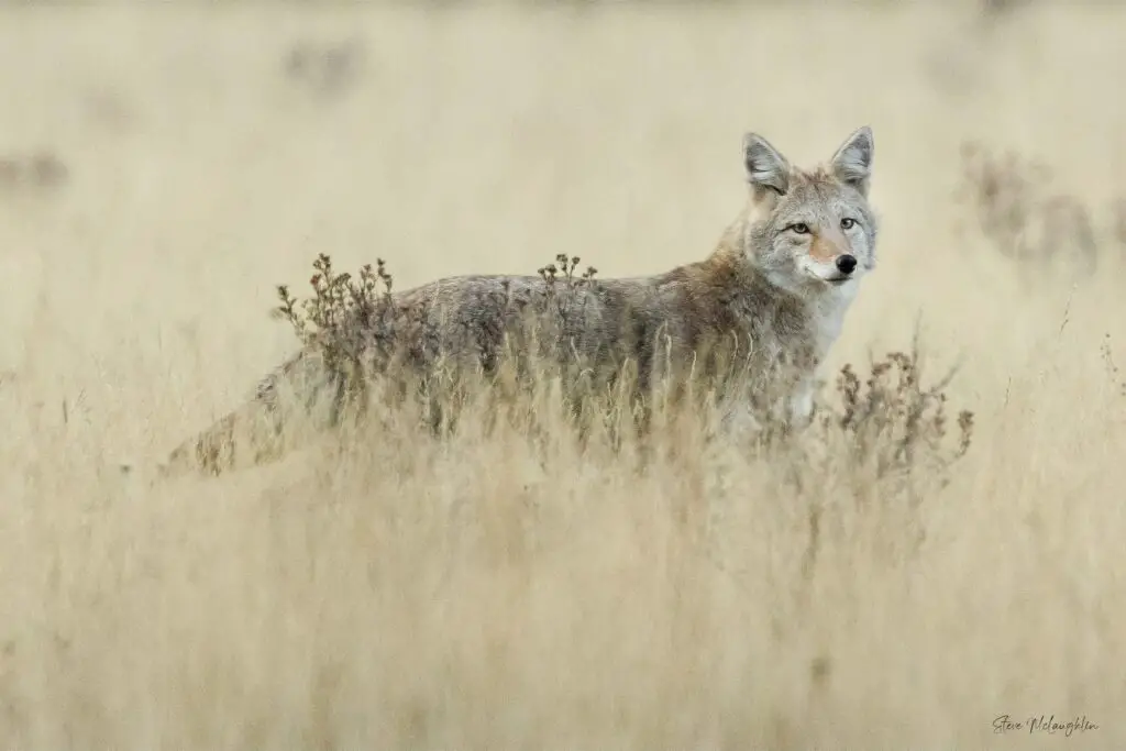 wildlife photography print on canvas