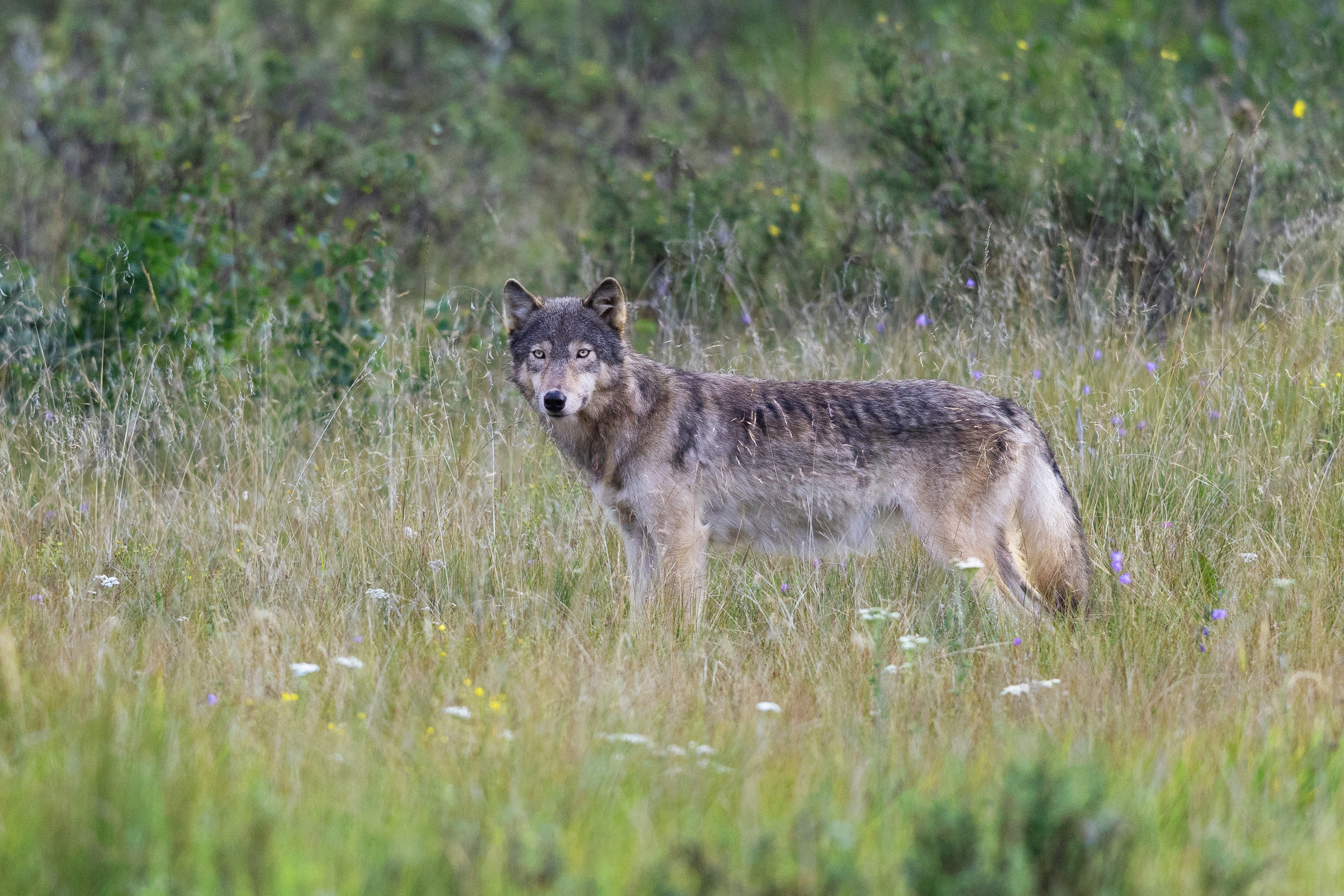 A Wolf's Peace - Wolf Photography Print
