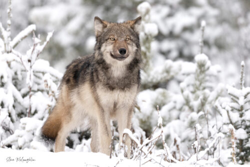 Wolf Pup's First Snow - Bow Valley Wolves Photography Print