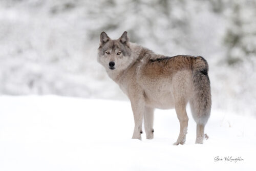 Ranger of the Bow Valley - Wolf Photography Print
