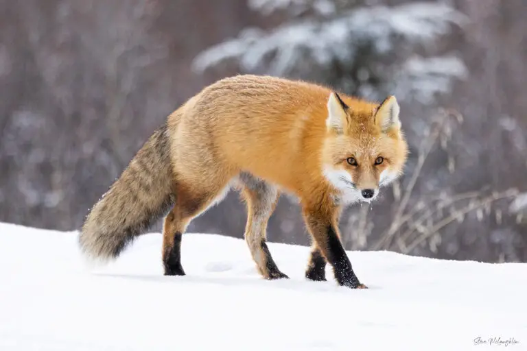 Wildlife Photography for Beginners: 8 Essential Tips for Awe-Inspiring Animal Snaps