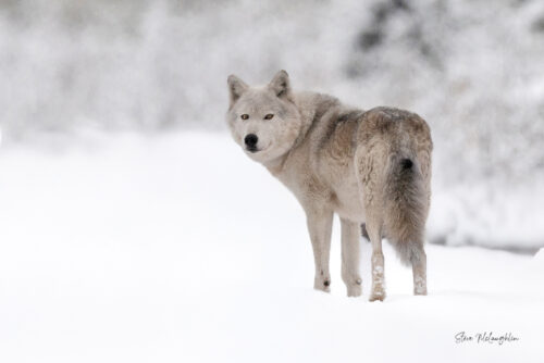 Strength and Gentleness - Alpha Female - Bow Valley Wolves Print