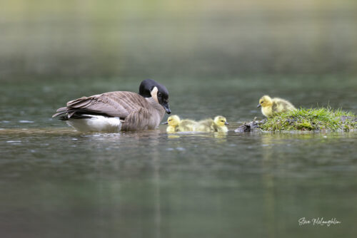 A Mother's Love - Geese Photography Print