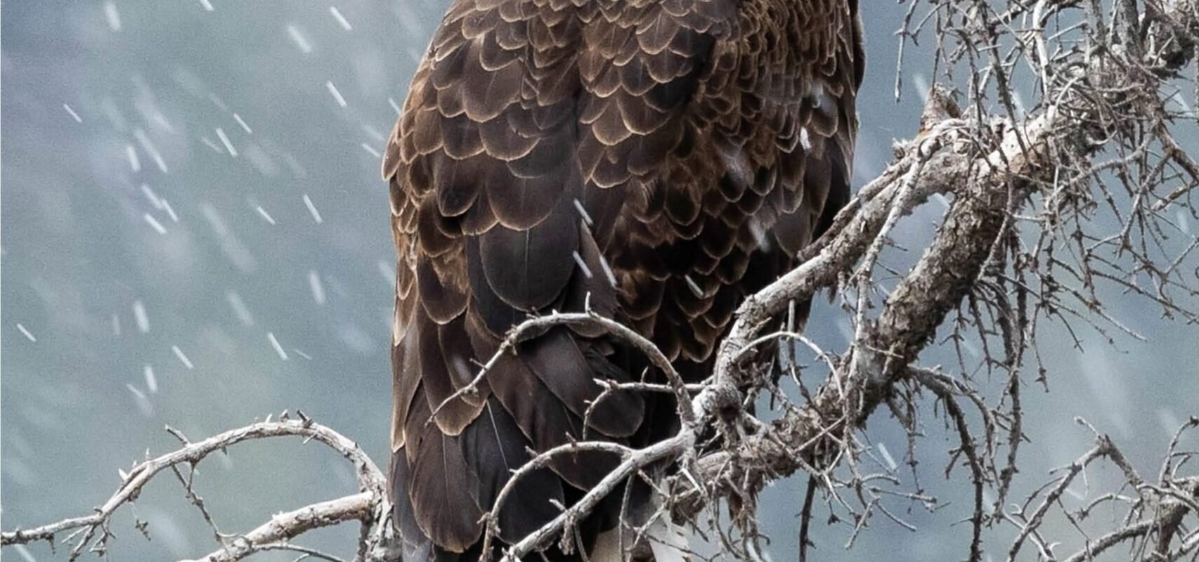 eagle photography print, bird art print, wildlife wall decor, nature photography print, wildlife print for sale, eagle wall art, bird of prey image, majestic eagle print, snowy weather wildlife, wildlife in snow, eagle in winter, eagle perched on tree branch, nature's beauty in snow, wildlife art for home decor, fine art bird photography, captivating bird print, wildlife photo for collectors, snow squall wildlife, nature's winter charm, Banff National Park, wildlife photography print on canvas, banff animal print, eagle photography, eagle pictures, canadian eagle, majestic eagle, eagle prints, eagle wall art, alberta wildlife photography, Banff wildlife photography, Banff wildlife photographer, eagle wall art