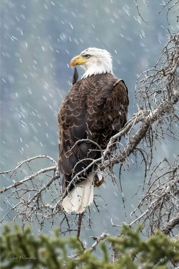 eagle photography print, bird art print, wildlife wall decor, nature photography print, wildlife print for sale, eagle wall art, bird of prey image, majestic eagle print, snowy weather wildlife, wildlife in snow, eagle in winter, eagle perched on tree branch, nature's beauty in snow, wildlife art for home decor, fine art bird photography, captivating bird print, wildlife photo for collectors, snow squall wildlife, nature's winter charm, Banff National Park, wildlife photography print on canvas, banff animal print, eagle photography, eagle pictures, canadian eagle, majestic eagle, eagle prints, eagle wall art, alberta wildlife photography, Banff wildlife photography, Banff wildlife photographer, eagle wall art