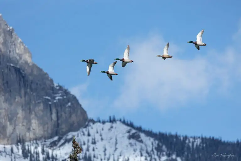 Fine art photography print, ducks flying, Canadian Rocky Mountains, blue sky photo, male ducks, female ducks, wildlife photography, nature print, bird photography, Rocky Mountain ducks, scenic landscape, wildlife art, nature art, fine art print, bird migration, birdwatching, wildlife conservation, bird species, Canadian wilderness, nature beauty, wildlife diversity, avian photography, mountain backdrop, serene atmosphere, nature's tranquility, vibrant colors, nature-inspired decor, wilderness exploration, outdoor enthusiasts, bird lovers, wildlife enthusiasts, nature enthusiasts, bird migration season, captivating moments, natural habitat, breathtaking scenery, wildlife photography print on canvas