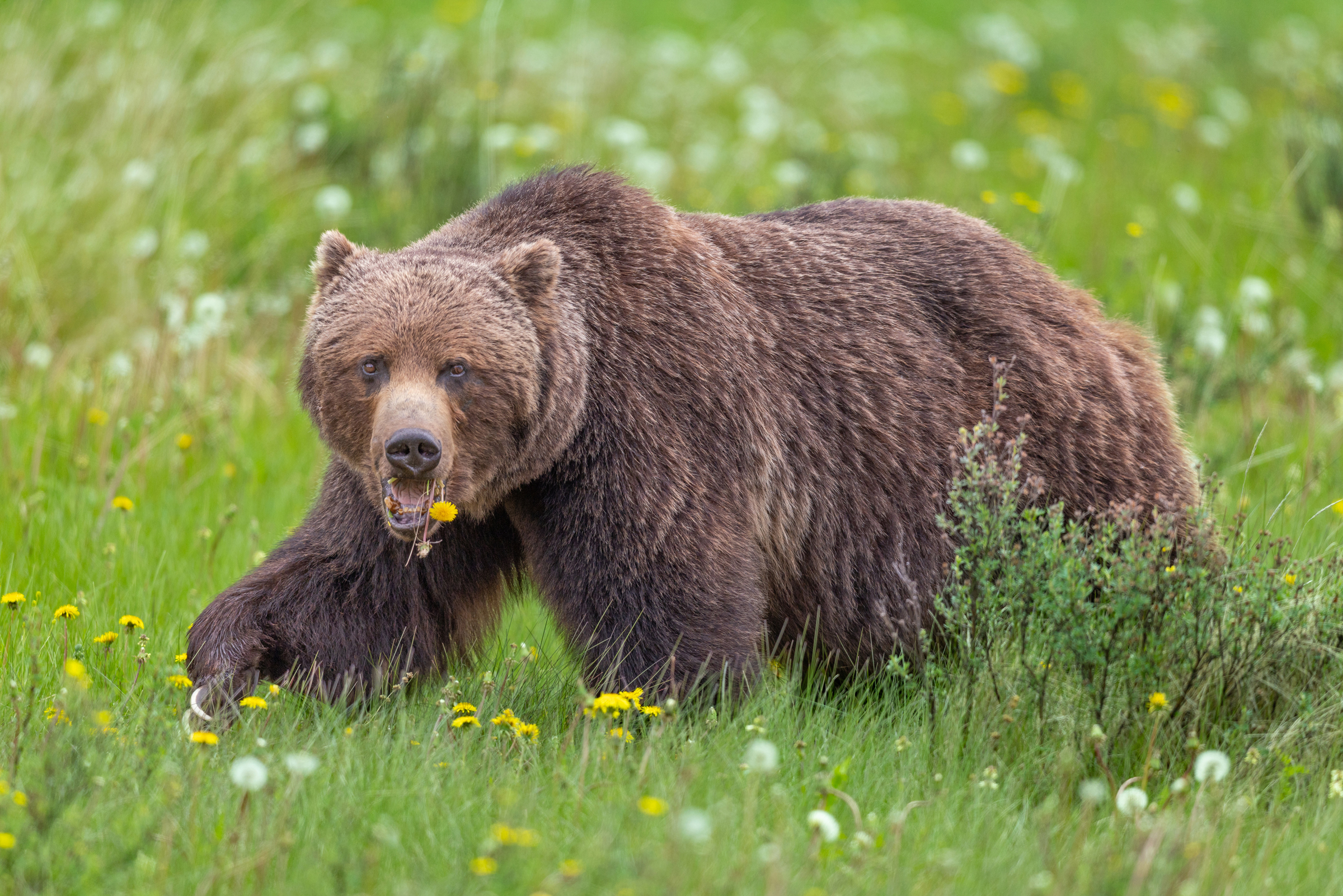 Dining on Dandelions - Boss of Banff Print