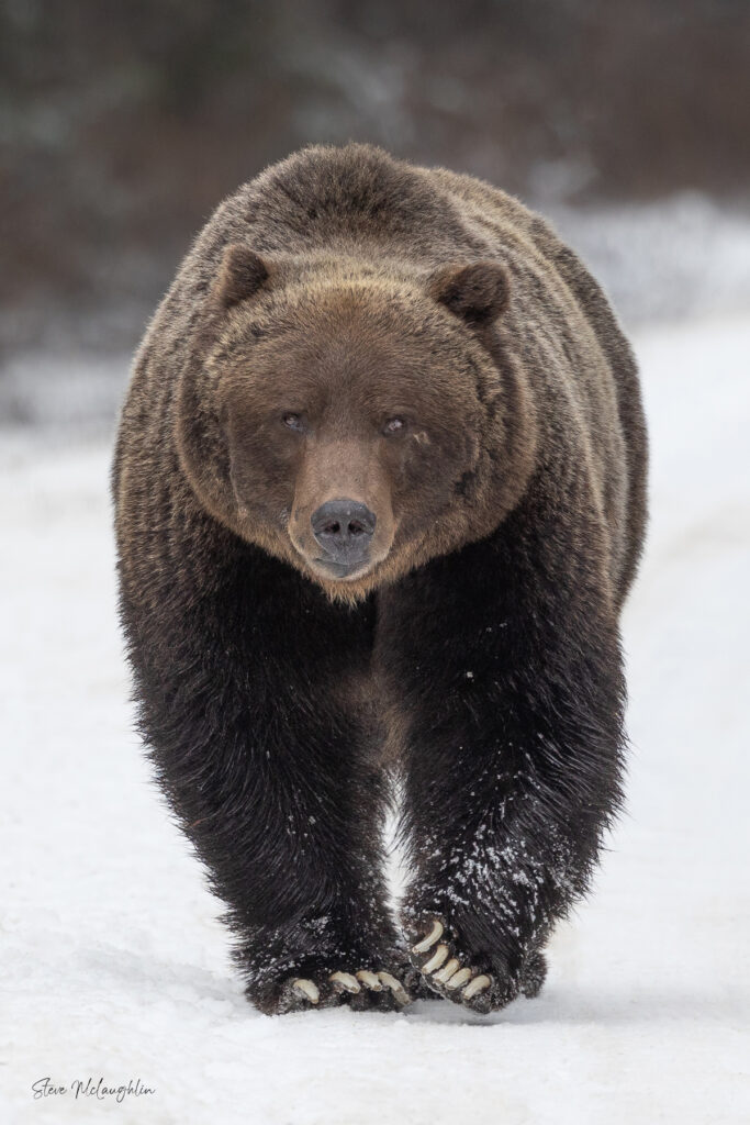 Boss of Banff