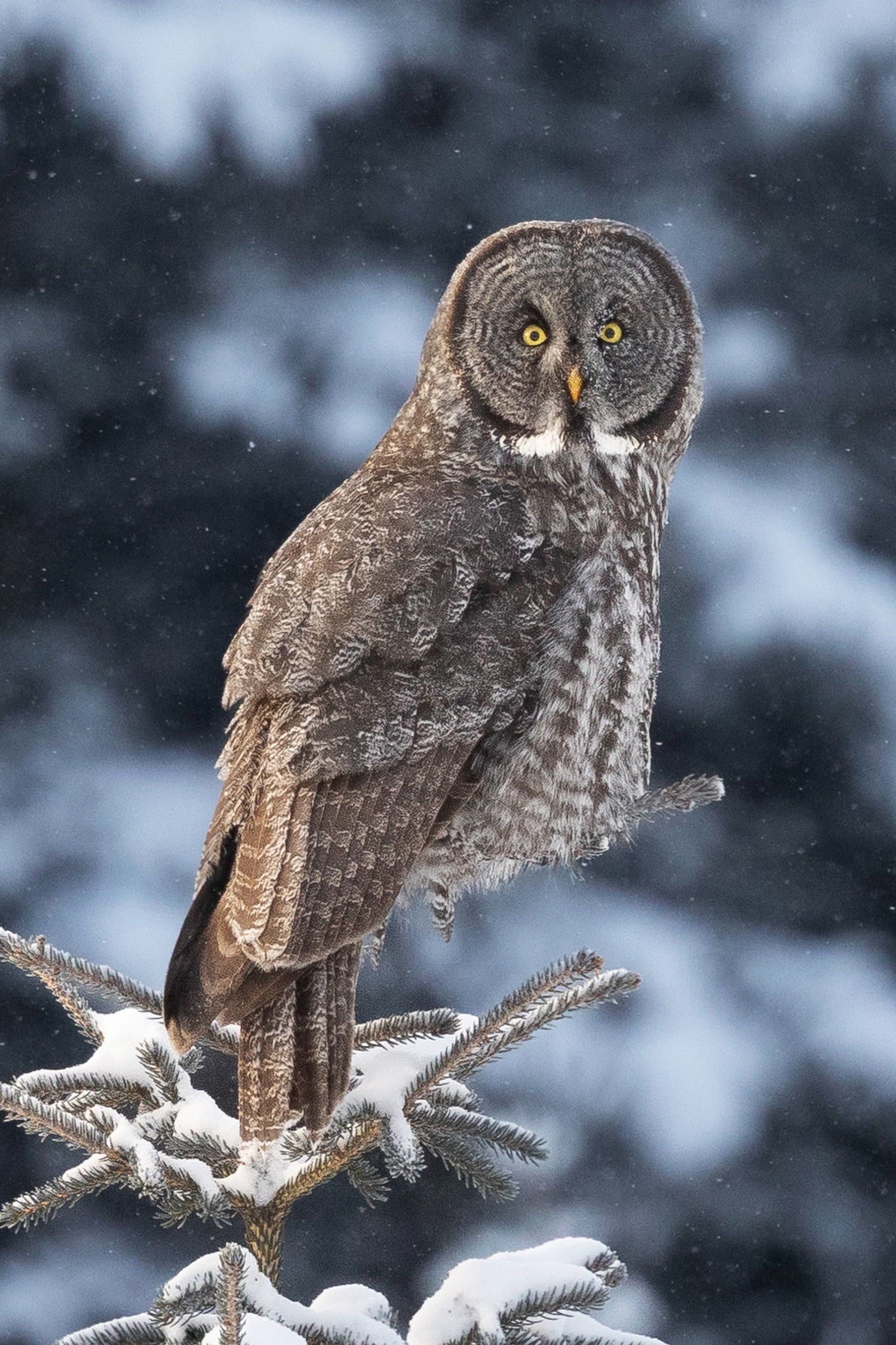 Silent Hunter - Great Grey Owl Print