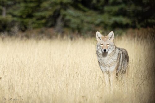 Banff National Park coyote print, Wildlife photography print for sale, Nature art print of a coyote, Sunny day coyote photography, Banff wildlife print for home decor, Canadian wilderness coyote photo, Field of dry grass coyote image, Wildlife wall art for sale, Banff National Park nature print, Sunny landscape with coyote photo, Coyote art for nature enthusiasts, Banff coyote photography for sale, Sunny day wildlife print, Canadian wildlife art for home decor, photo coyote, canvas and metal prints, wildlife photography print on canvas, banff animal print