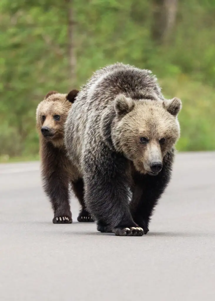 canadian grizzly, wildlife wall art, wildlife photography prints, grizzly photography, banff grizzly bears, grizzly bear banff, grizzly bear canmore, grizzly bear canada