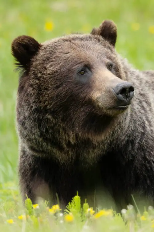 canadian grizzly, banff grizzly bears, grizzly bear banff, grizzly bear canmore, grizzly bear canada