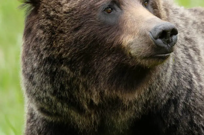 canadian grizzly, banff grizzly bears, grizzly bear banff, grizzly bear canmore, grizzly bear canada