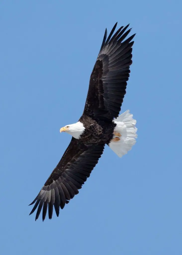 eagle photography, eagle pictures, canadian eagle, majestic eagle, eagle prints, eagle wall art