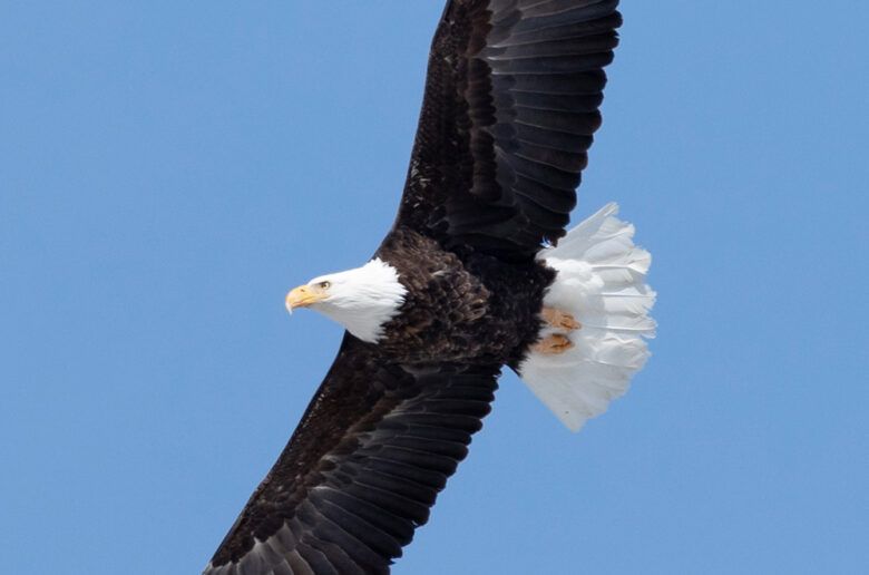 eagle photography, eagle pictures, canadian eagle, majestic eagle, eagle prints, eagle wall art