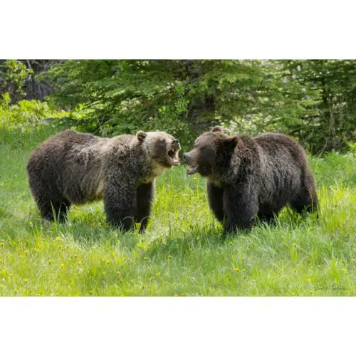 canadian grizzly, wildlife wall art, wildlife photography prints, grizzly photography, banff grizzly bears, grizzly bear banff, grizzly bear canmore, grizzly bear canada, wildlife photography print on canvas, alberta wildlife photography