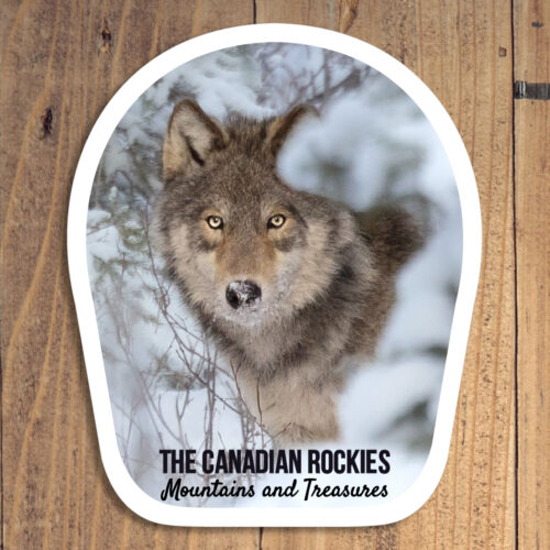 Wolf in Snow Sticker